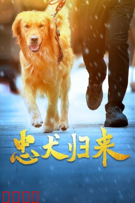 忠犬归来：等待一生的忠诚