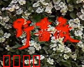 野蔷薇：暗夜绽放